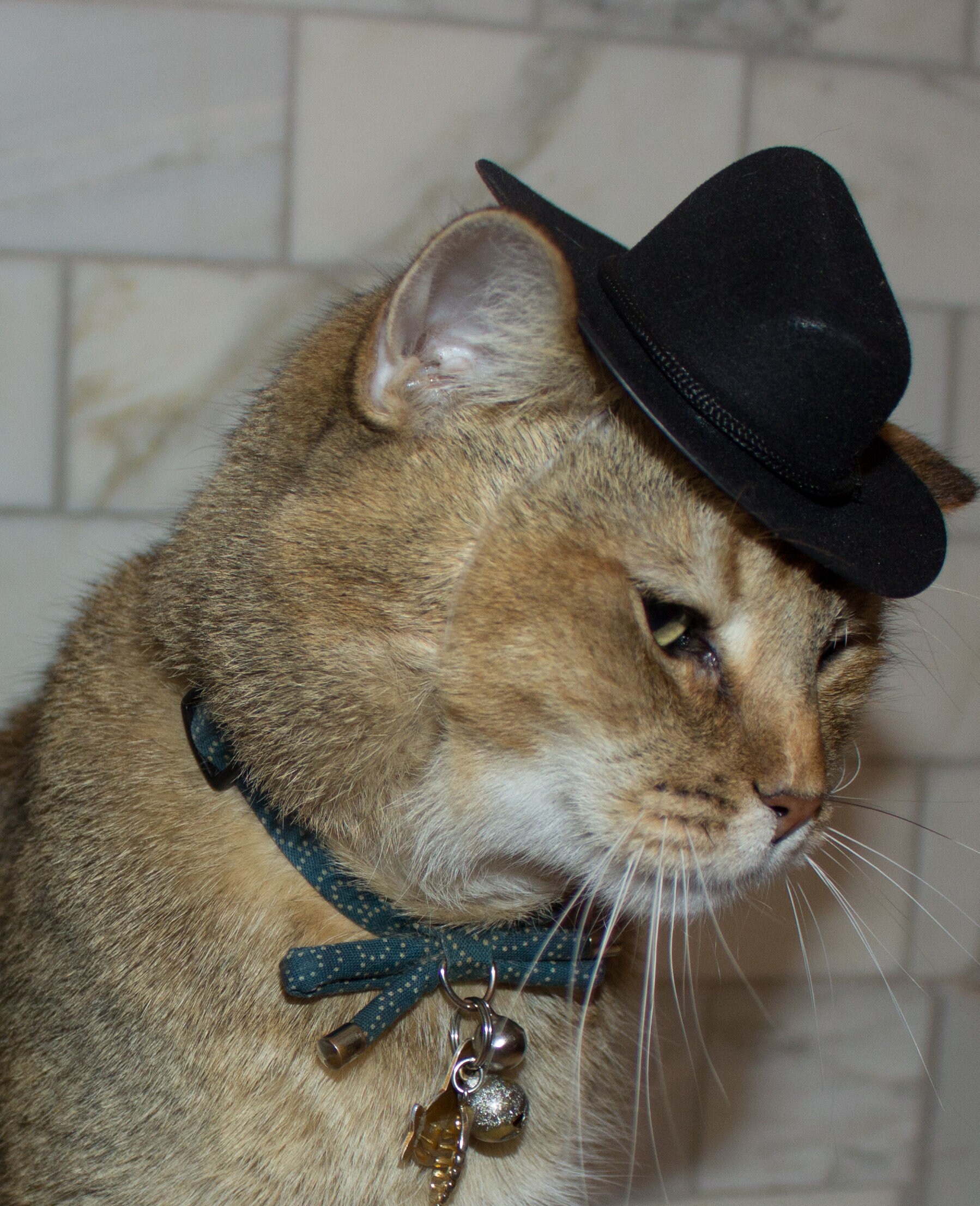 Black Cowboy Cat Hat FREE SHIPPING - Etsy