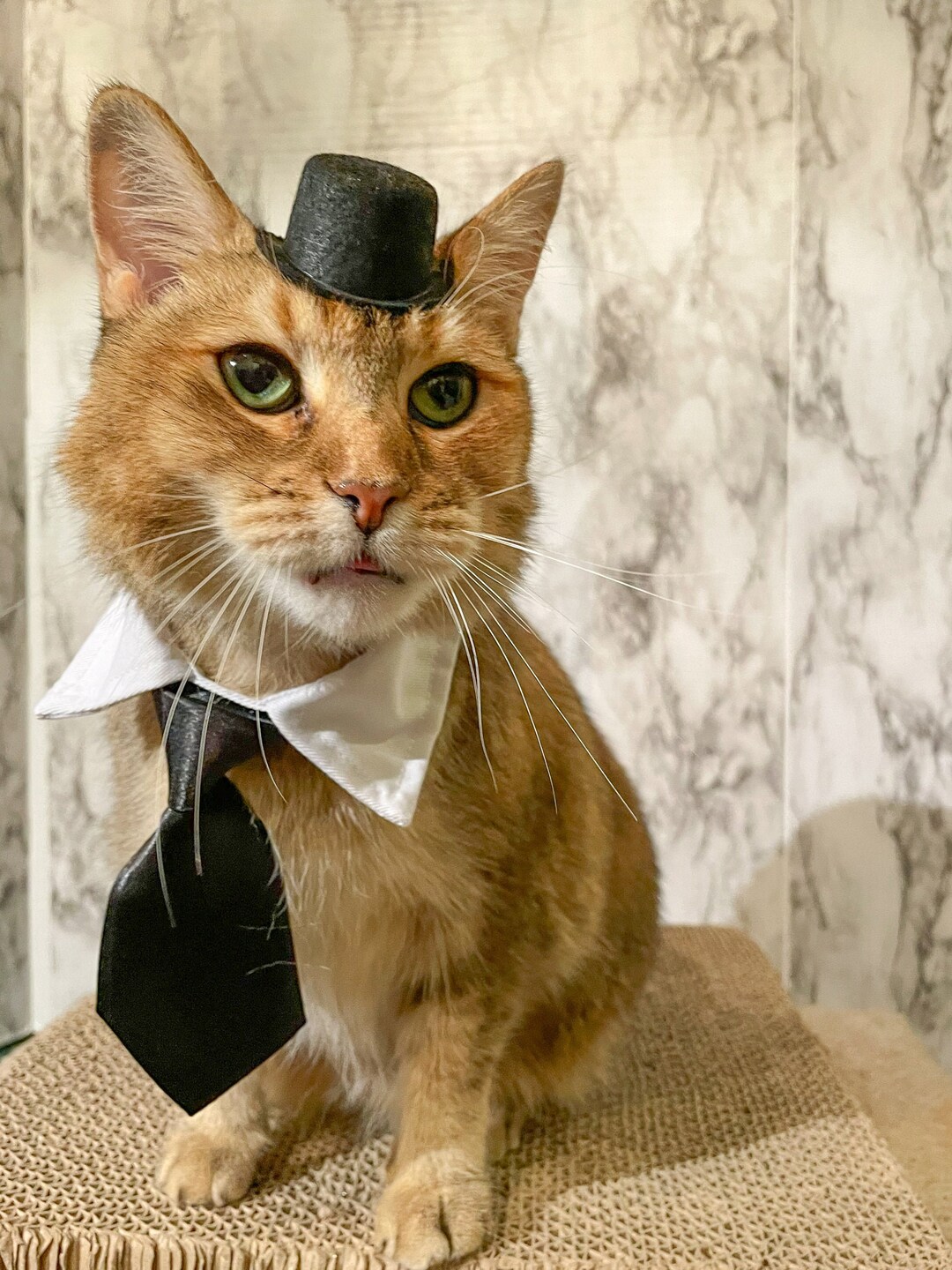 Haustier Krawatte & Fliege Set - Elegante Outfits Für Katzen Und Hunde