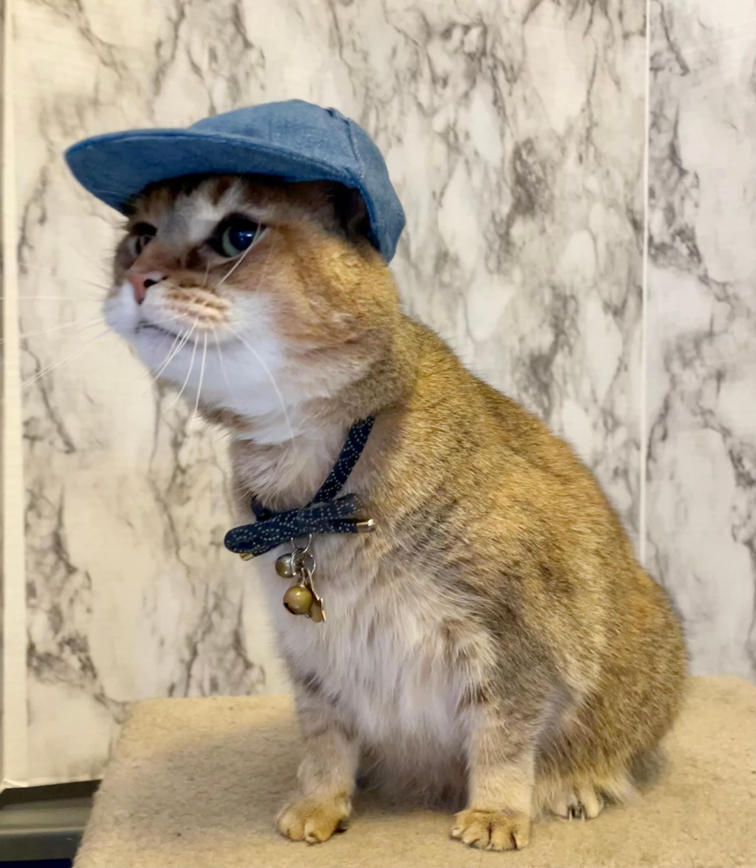 cat with baseball cap