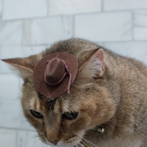 May include: A brown tabby cat wearing a small brown cowboy hat with a pink string. The cat is looking down at the camera.