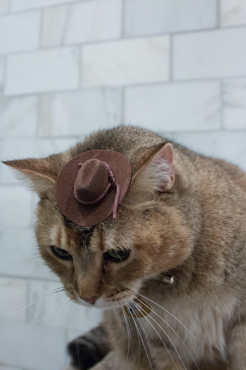 May include: A brown tabby cat wearing a small brown cowboy hat with a pink string. The cat is looking down at the camera.