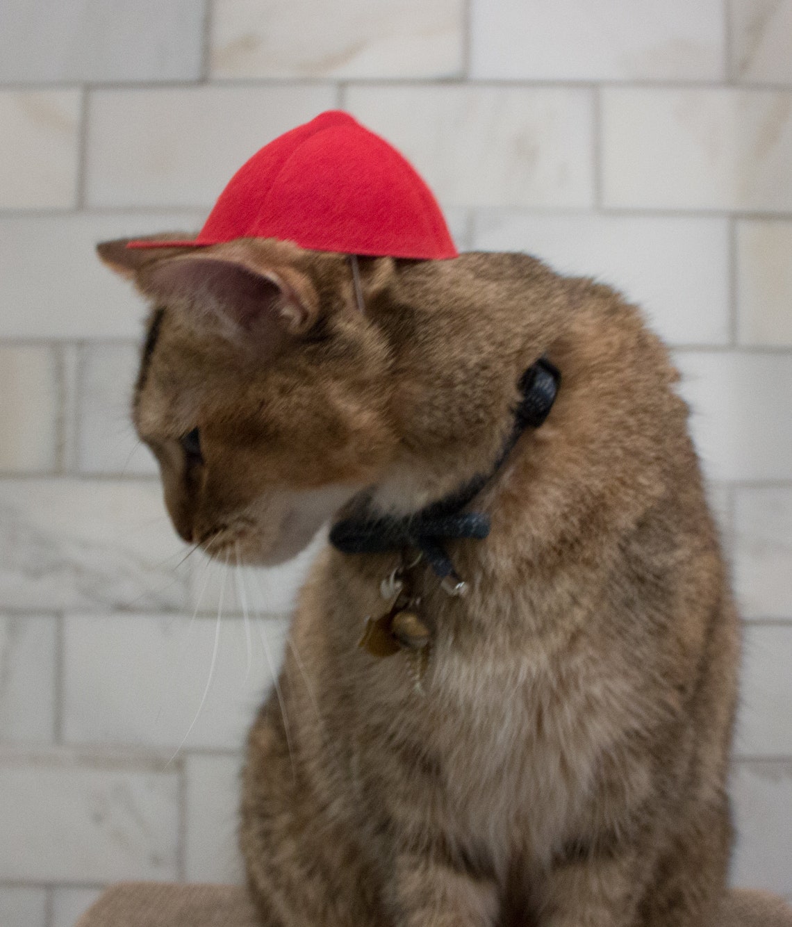 Mid size Red Baseball Cat Hat Baseball Cap Backwards Hat Etsy