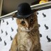 Bowler Cat Hat for your Cat - Medium 