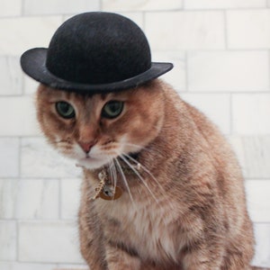 K&ouml;nnte beinhalten: Eine braune getigerte Katze mit einem schwarzen Bowlerhut und einer goldenen Kette mit einem Anh&auml;nger. Die Katze schaut nach unten und hat gr&uuml;ne Augen.