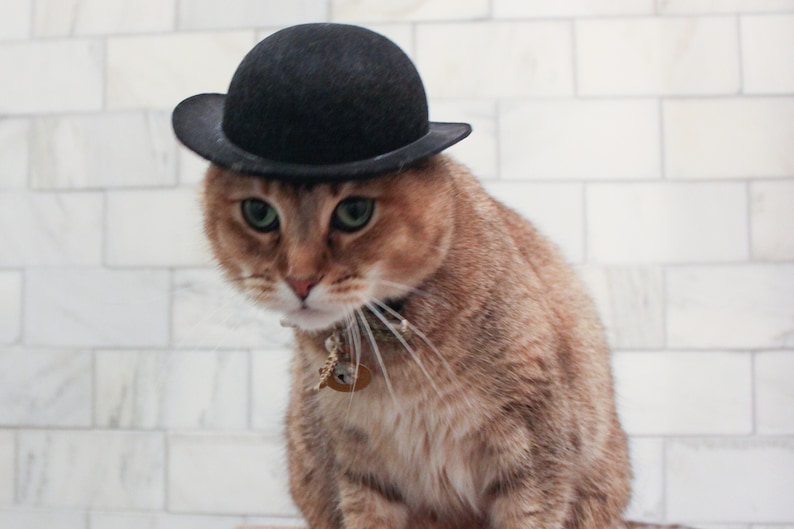 K&ouml;nnte beinhalten: Eine braune getigerte Katze mit einem schwarzen Bowlerhut und einer goldenen Kette mit einem Anh&auml;nger. Die Katze schaut nach unten und hat gr&uuml;ne Augen.