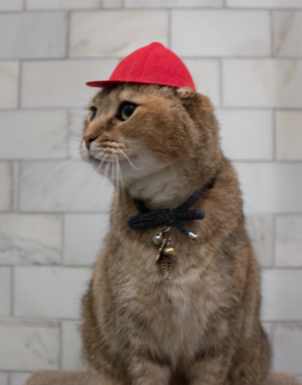 Mid Size Red Baseball Cat Hat Baseball Cap Backwards Hat Etsy