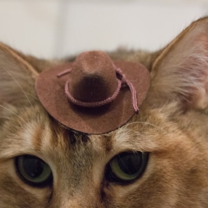 May include: A brown cat wearing a brown cowboy hat with a pink band.