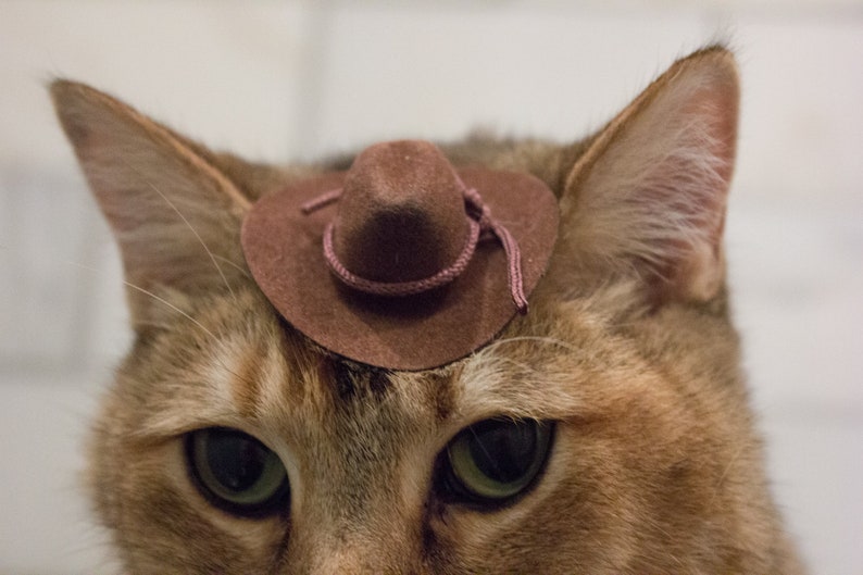 May include: A brown cat wearing a brown cowboy hat with a pink band.