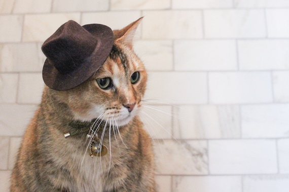 Indiana Jones Fedora pour votre chat, chapeau Indiana Jones pour