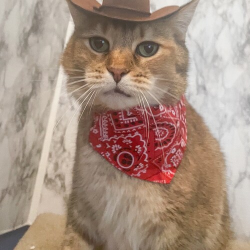 Brown Cowboy Cat Hat FREE SHIPPING