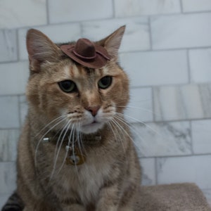 May include: A brown tabby cat wearing a small brown cowboy hat. The cat is looking down and has a white collar with a tag.