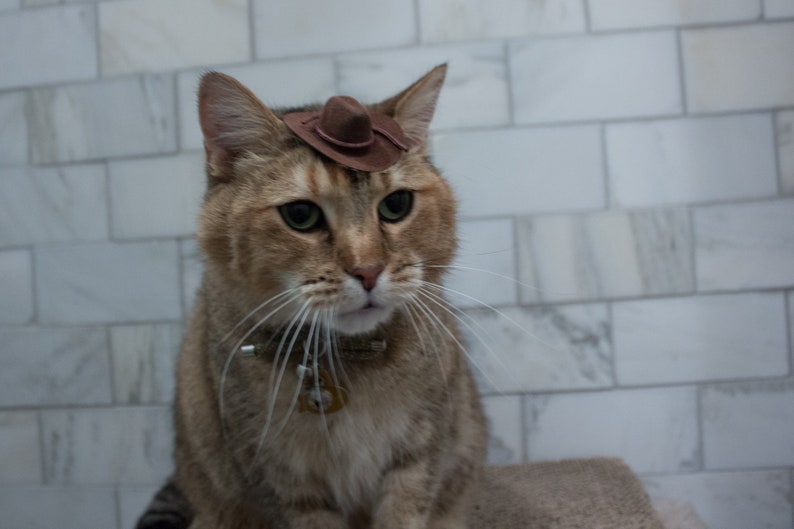 May include: A brown tabby cat wearing a small brown cowboy hat. The cat is looking down and has a white collar with a tag.