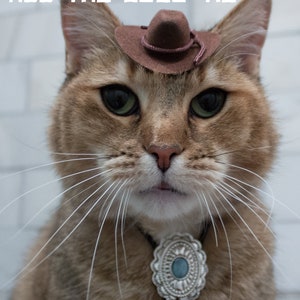 May include: A brown tabby cat wearing a brown cowboy hat and a silver bolo tie with a turquoise stone. The cat is looking directly at the camera.