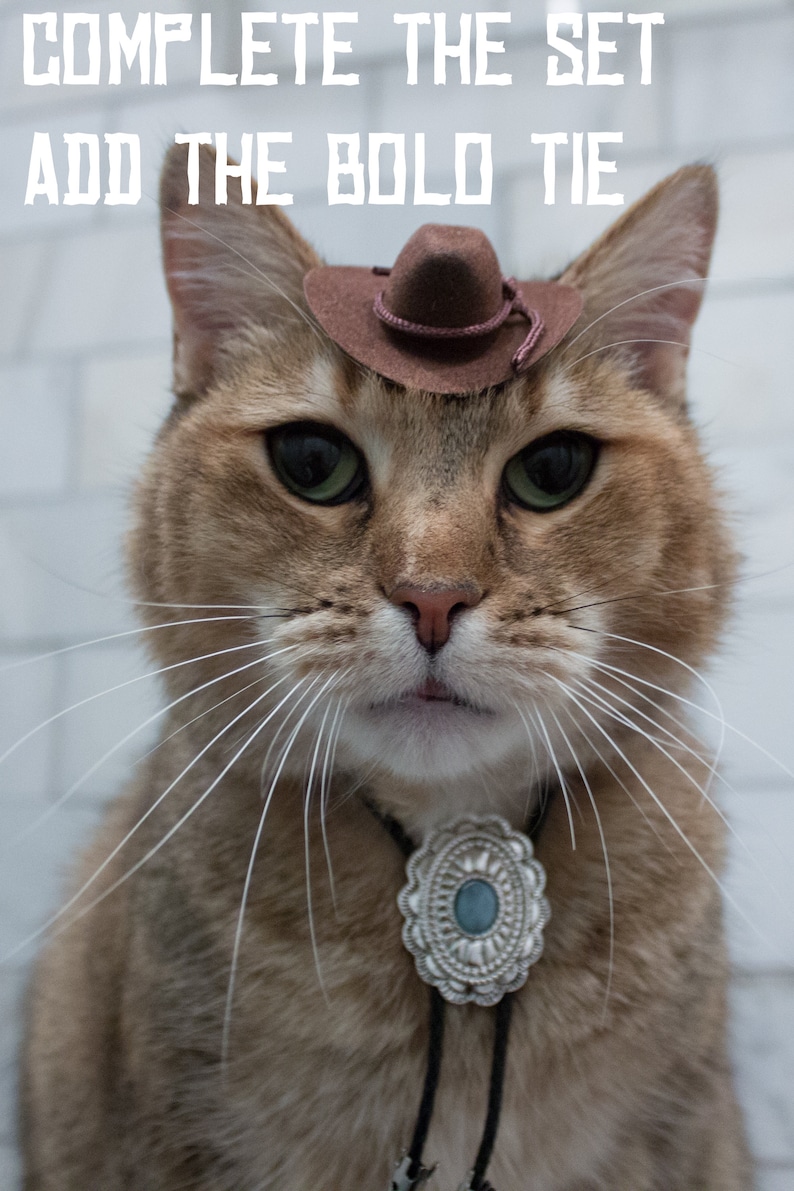 May include: A brown tabby cat wearing a brown cowboy hat and a silver bolo tie with a turquoise stone. The cat is looking directly at the camera.
