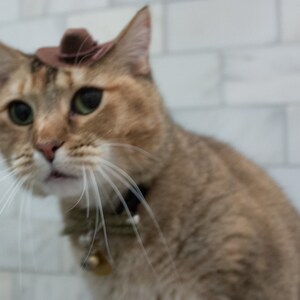 May include: A brown tabby cat wearing a brown cowboy hat and a green collar with a bell. The cat is looking to the right of the frame.