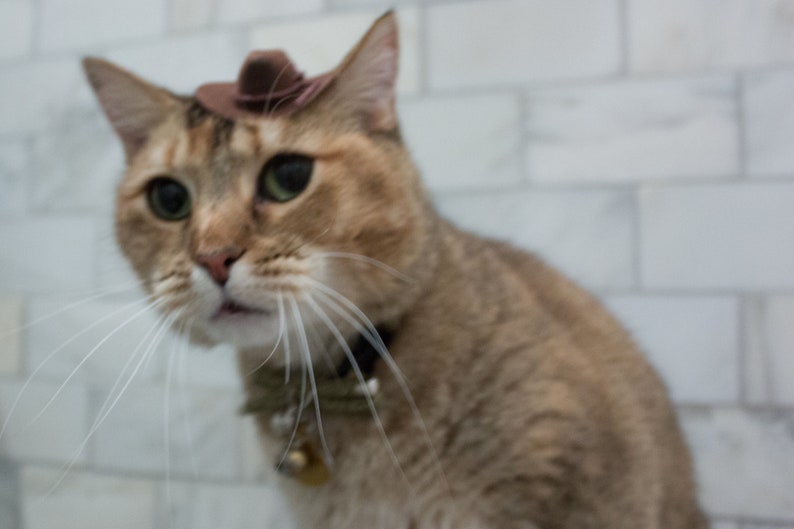 May include: A brown tabby cat wearing a brown cowboy hat and a green collar with a bell. The cat is looking to the right of the frame.
