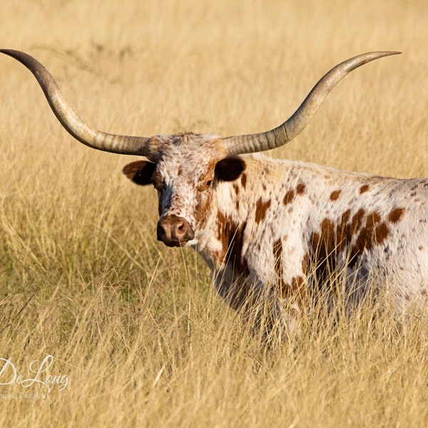 Texas Longhorn, photo print, canvas wrap or metal. Gorgeous colors, magnificent horns perfect for country home, cabin or farmhouse décor.