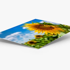 K&ouml;nnte beinhalten: Eine leuchtend gelbe Sonnenblume mit einem dunkelbraunen Zentrum bl&uuml;ht in einem Feld voller Sonnenblumen vor einem blauen Himmel mit wei&szlig;en Wolken.