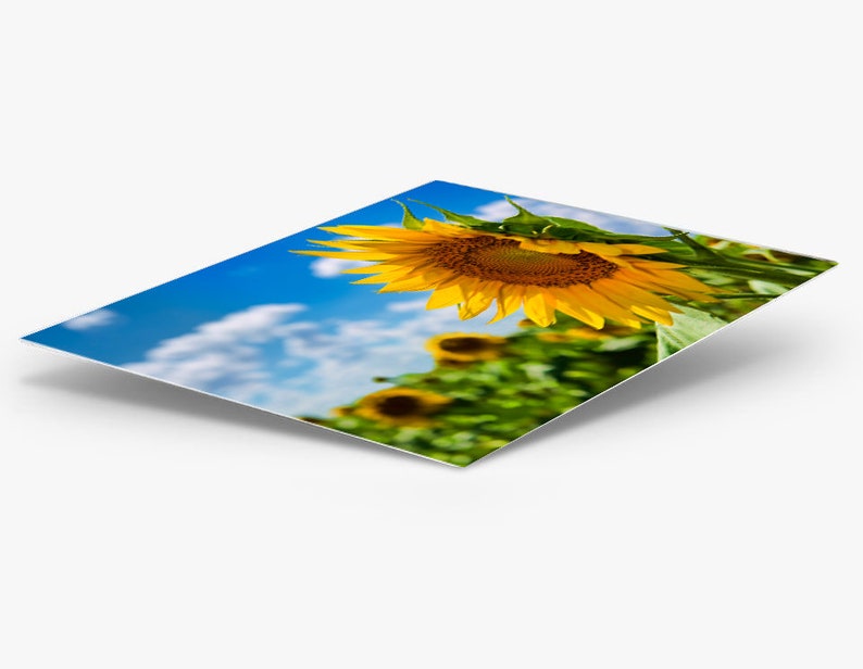 K&ouml;nnte beinhalten: Eine leuchtend gelbe Sonnenblume mit einem dunkelbraunen Zentrum bl&uuml;ht in einem Feld voller Sonnenblumen vor einem blauen Himmel mit wei&szlig;en Wolken.