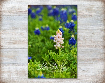 Pink South Texas Bluebonnet- mounted print, canvas wrap or metal. Vibrant wildflowers perfect for country home, cabin or modern farmhouse