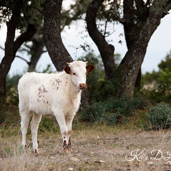White freckled Longhorn calf; print, framed, canvas wrap or metal. Neutral colors perfect for western home, ranch or modern farmhouse décor.