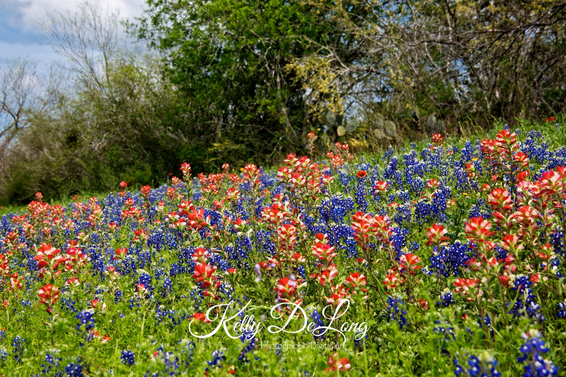 Texas Wildflowers on Traditional Print, Canvas Wrap or Metal. Vibrant