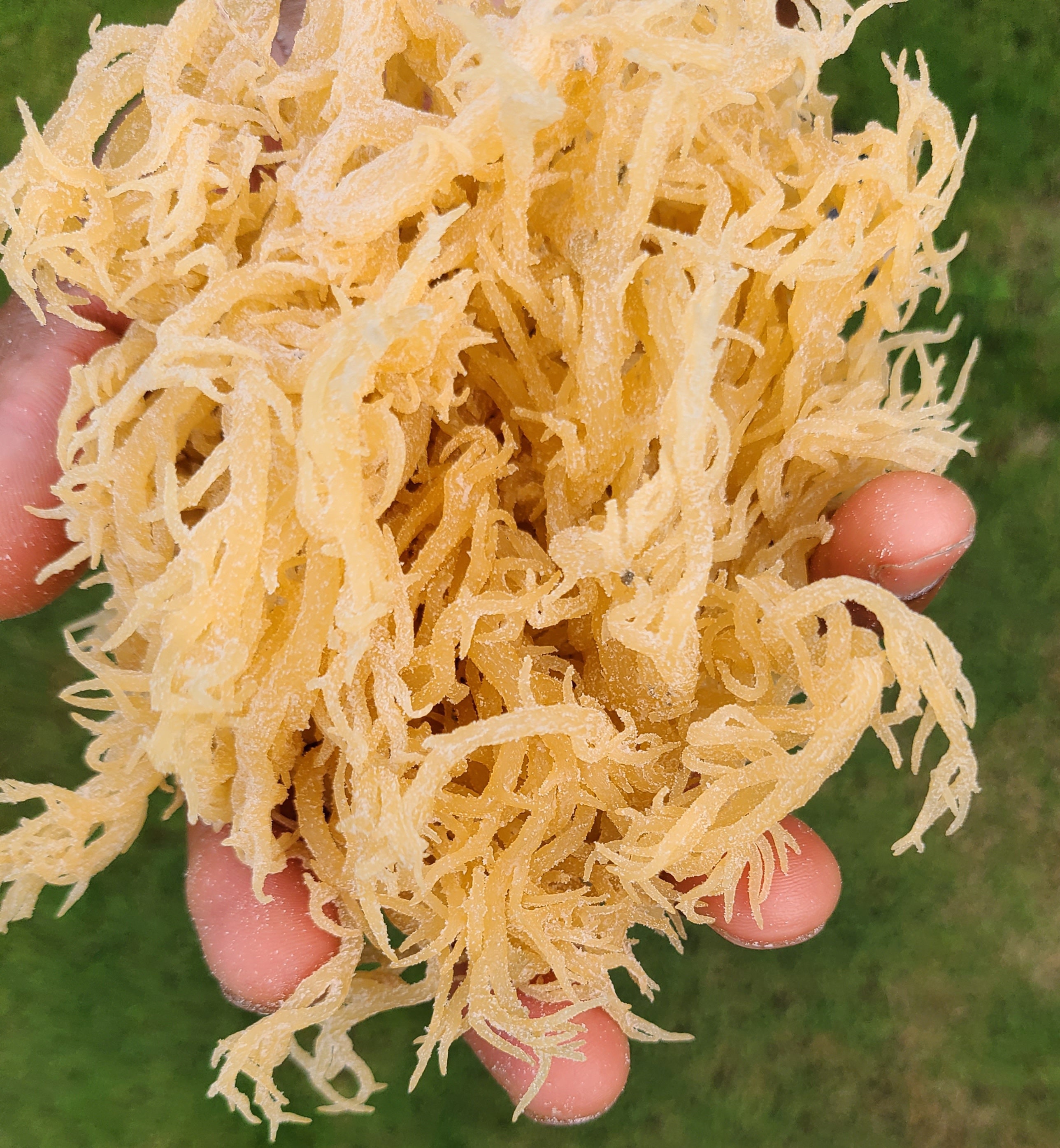 Deorganic Sea Moss Dr Sebi - x91w225