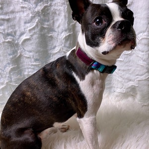 3/4” Dog Collar Lightweight and Durable Design Handmade by Critter Harmony in Idaho USA, Gift for Dogs