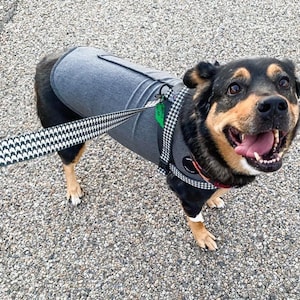 Custom Dog Harness: Easy On, Reclaimed Seat Belt Webbing, USA Made