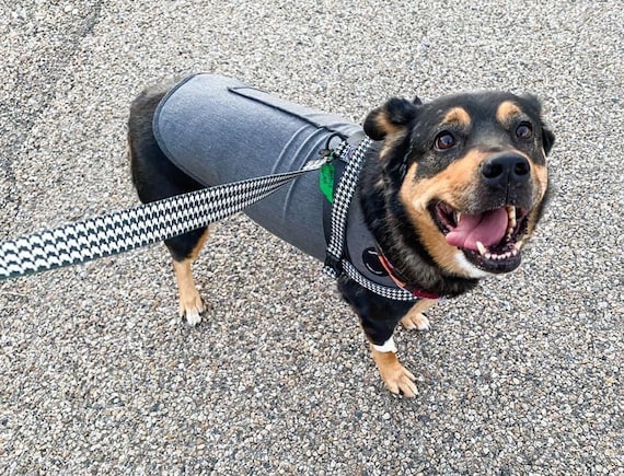 Custom Easy on Harness Handmade Designed by Critter Harmony Reclaimed Seat Belt Webbing Paired With USA Made Polyester Medium Large Dogs Etsy