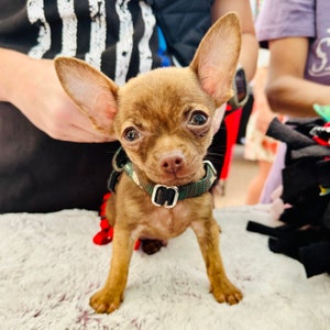 Tiny Dog Harness: Custom Fit, Easy On Style, Handmade USA