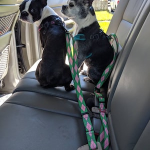 2 boston terriers buckled into the back seats of a vehicle.