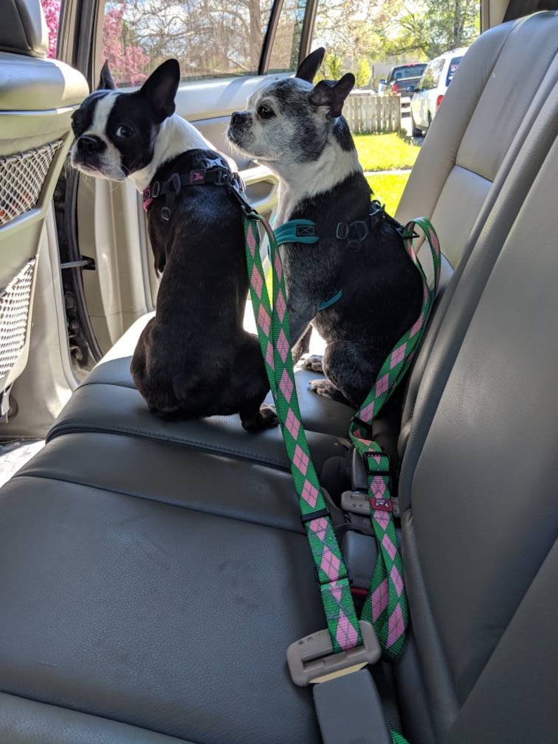 2 boston terriers buckled into the back seats of a vehicle.