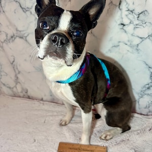 Handmade Dog Walking Harness: Figure 8 Easy-On Design, Small to Medium Dogs