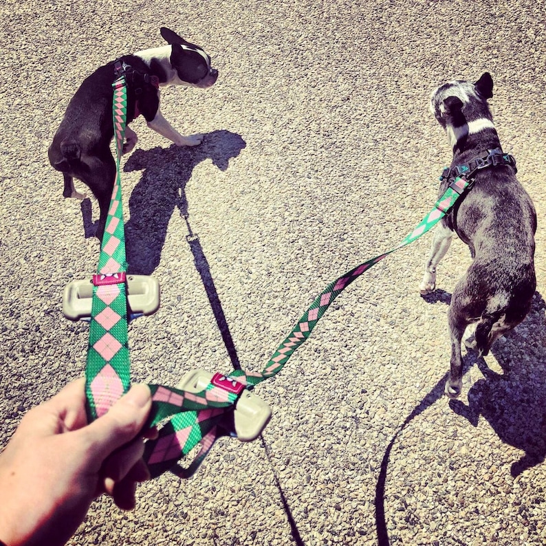 2 boston terriers walking using the seat belt leash adjusted out to the full length.