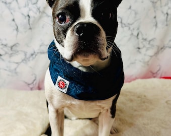 Sparkling Blue Lace Pet Scarf: Custom Floral Twisty Design