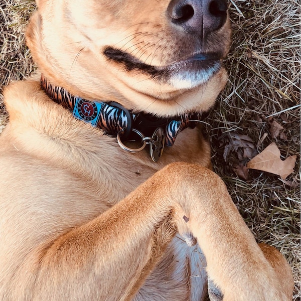 Collier pour chien 2,5 cm, fait main, design léger et unique par Critter Harmony, fabriqué dans l'Idaho aux États-Unis, polyester imprimé