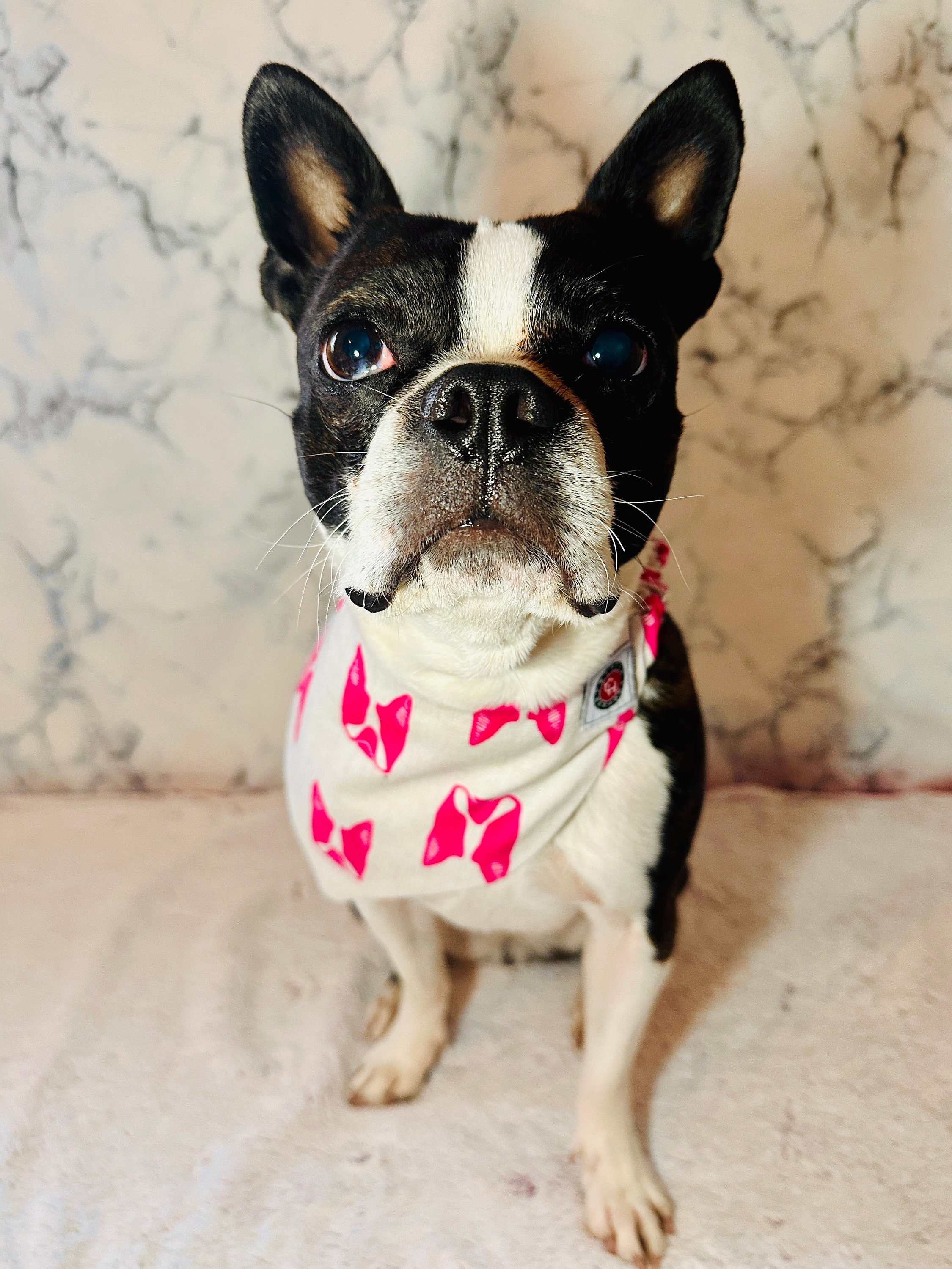 Boston Terrier Pet Bandana Boston Terrier Pet Bandana