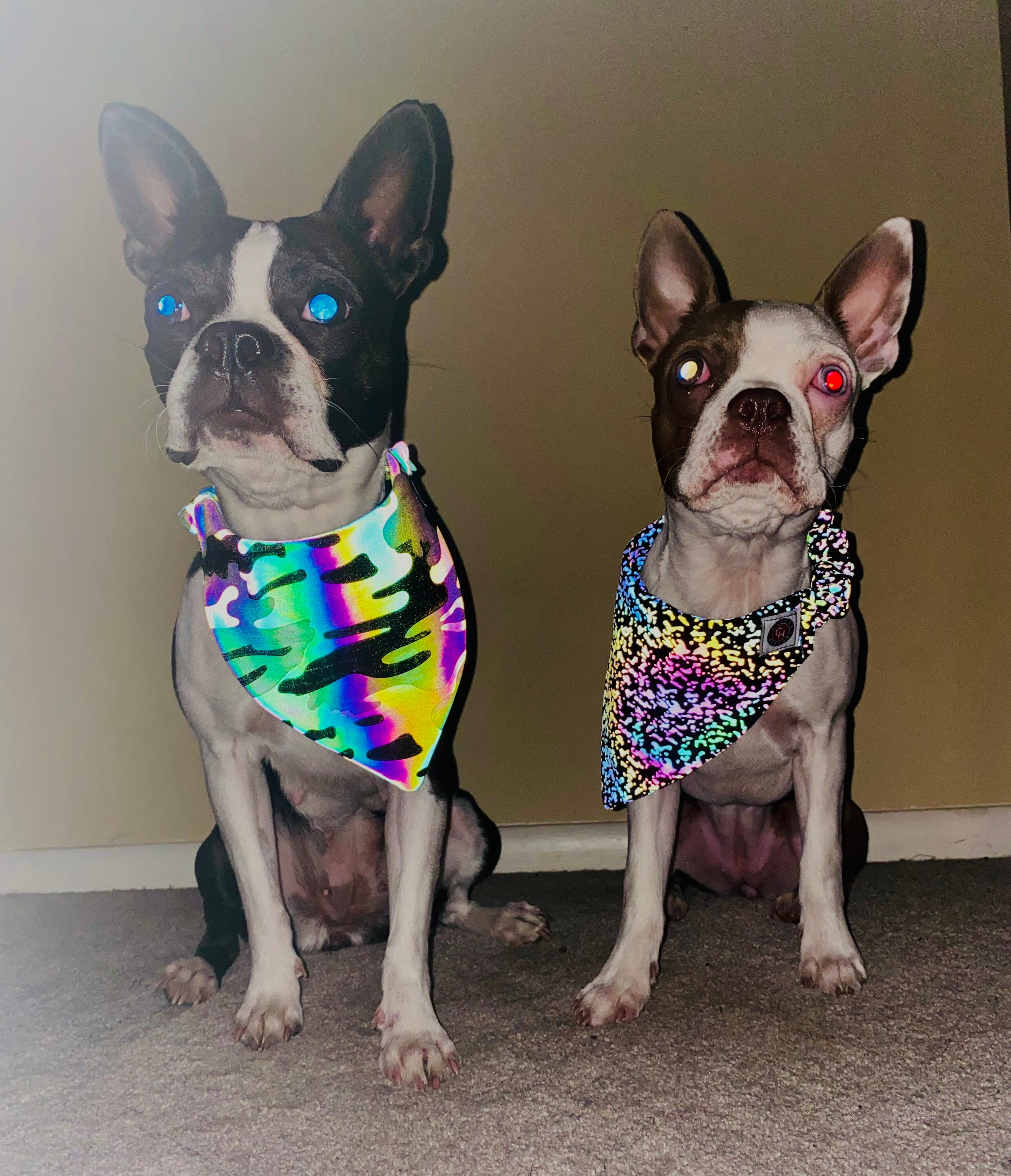 Designer dog bandanas hot sale