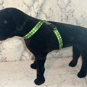 May include: A black dog wearing a green, orange, and yellow checkered harness.