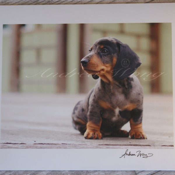 Silver Dapple Miniature Dachshund Photograph