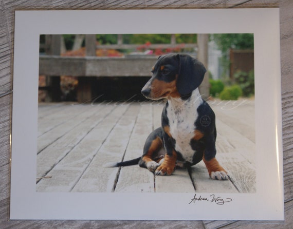 tri coloured dachshund