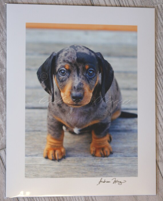 Miniature Dachshund Photograph Etsy