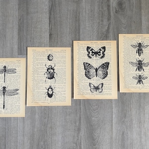 May include: Four vintage book pages with black and white illustrations of insects. The pages feature a dragonfly, a beetle, a butterfly, and a bee.