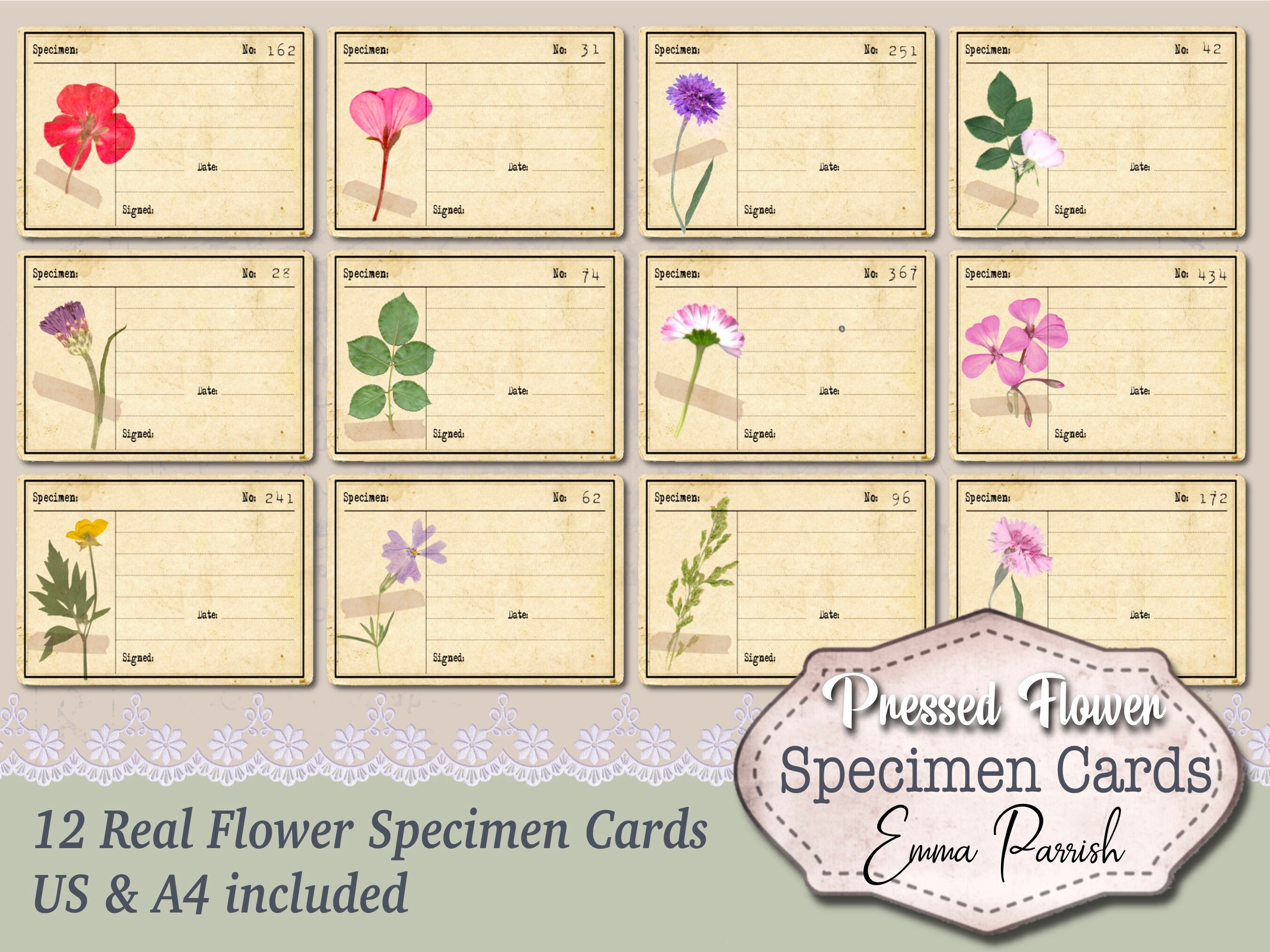 Pressed Flowers Printable Specimen Cards Junk Journal Etsy