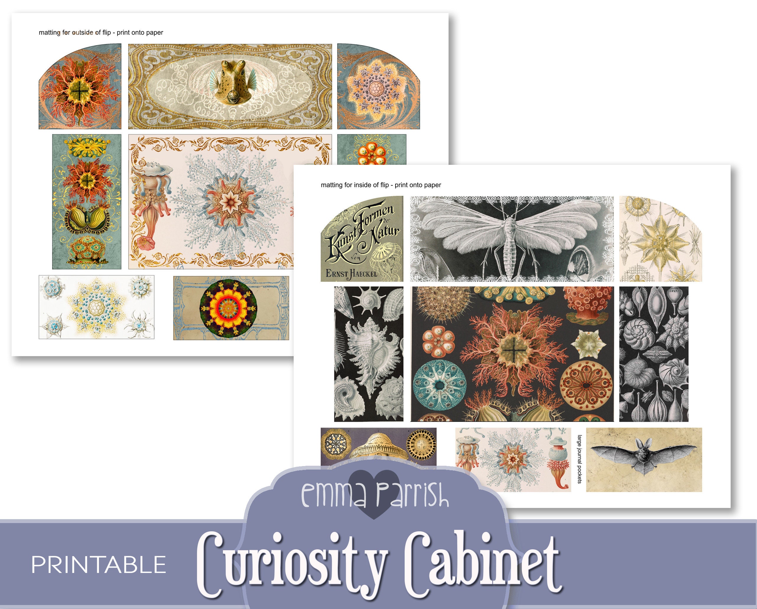 Curiosity Journal Curiosity Cabinet Printable Journal Kit, Folding, Pop Up, Ernst Haeckel ...