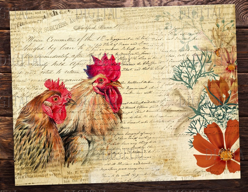 K&ouml;nnte beinhalten: Eine Illustration im Vintage-Stil mit zwei H&auml;hnen mit roten K&auml;mmen und Kehllappen vor einem Hintergrund aus verblassten handgeschriebenen Texten und floralen Designs. Die H&auml;hne sind realistisch dargestellt mit detaillierten Federn und einer strukturierten Oberfl&auml;che.