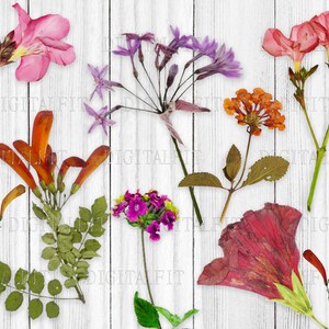 Flores Silvestres Secas, Flores Digitais, Fundo Transparente, PNG, Colagem Digital