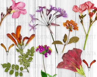 Dried Wildflowers, Digital Flowers, Transparent background, PNG, Digital Collage
