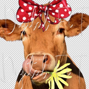 Funny Cow Face PNG Digital File Commercial Use Instant Download